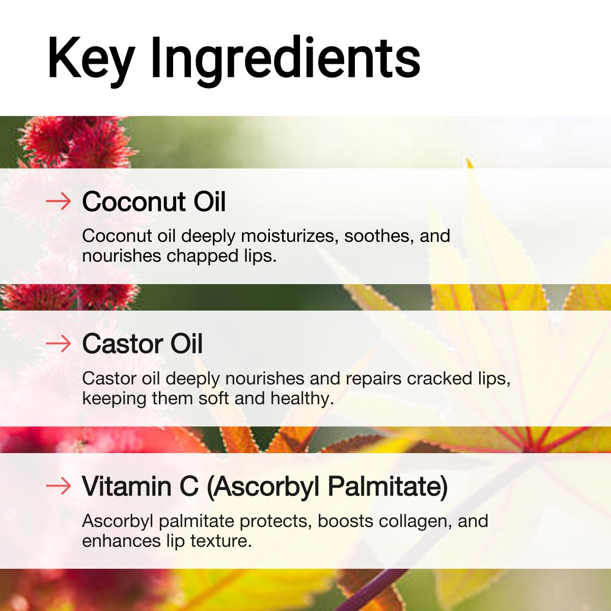 Key Ingredients of AccuFix's SPF Lip Balm